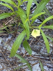 Physalis angustifolia