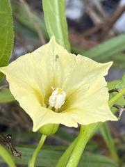 Physalis angustifolia