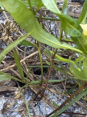 Physalis angustifolia