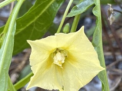 Physalis angustifolia