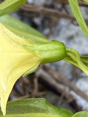 Physalis angustifolia