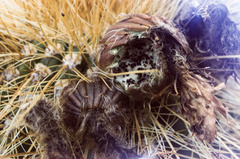Trichocereus bertramianus