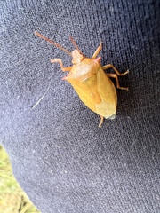 Brontocoris nigrolimbatus