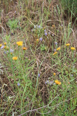 Pentanema sabuletorum