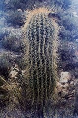 Trichocereus bertramianus