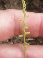 Holothrix brevipetala