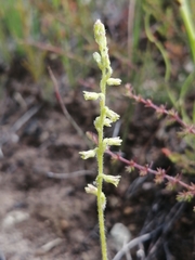 Holothrix brevipetala