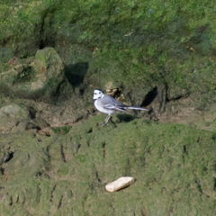 Motacilla alba