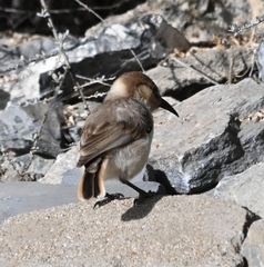 Pseudopodoces humilis