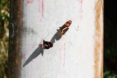 Heliconius telesiphe