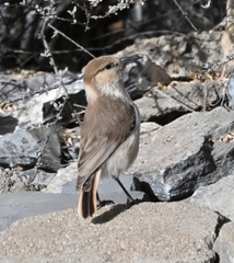 Pseudopodoces humilis