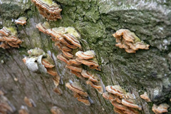 Stereum hirsutum