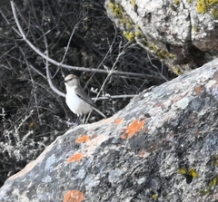 Pseudopodoces humilis