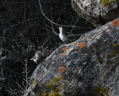 Pseudopodoces humilis