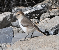 Pseudopodoces humilis