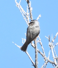 Poecile superciliosus