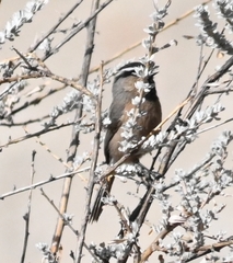 Poecile superciliosus