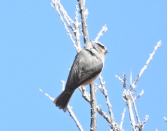 Poecile superciliosus