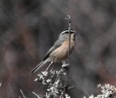 Poecile superciliosus