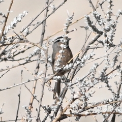 Poecile superciliosus