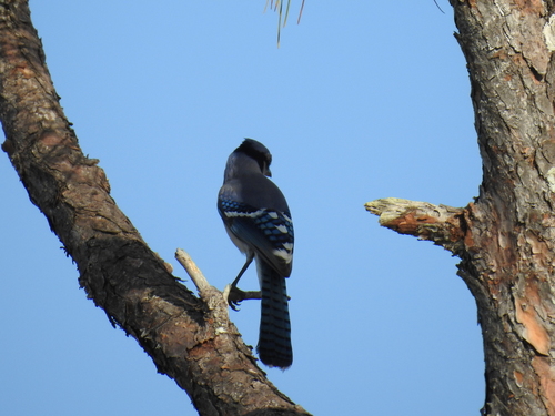 Corvidae image