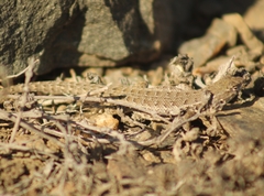 Liolaemus atacamensis
