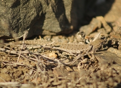 Liolaemus atacamensis