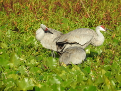 Grus canadensis image