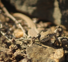 Liolaemus atacamensis