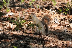 Sciurus carolinensis