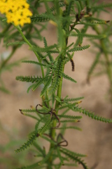 Achillea micrantha