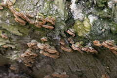 Stereum hirsutum