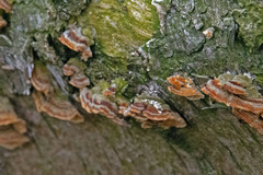 Stereum hirsutum