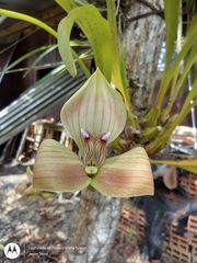 Maxillaria egertoniana