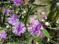 Lessingianthus rubricaulis
