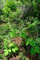 Dioscorea dregeana