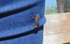 Osca lata