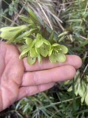 Gentianella longibarbata