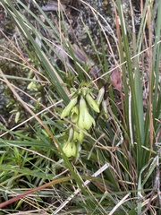 Gentianella longibarbata