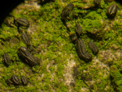 Hysterium angustatum