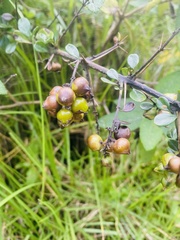 Duranteae