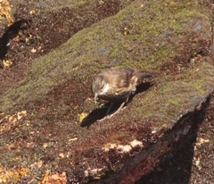 Cinclodes nigrofumosus