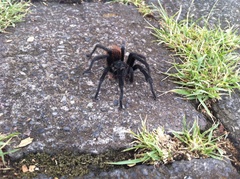 Dugesiella anitahoffmannae