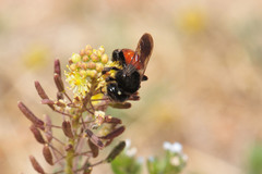 Andrena prima