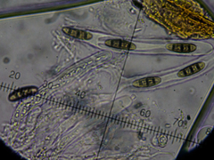 Hysterium angustatum