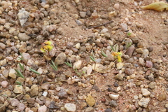 Listia heterophylla