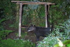 Tapirus pinchaque