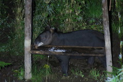Tapirus pinchaque