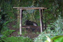 Tapirus pinchaque