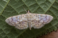Haritalodes